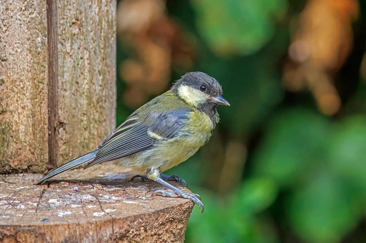 Juvenile great tit perched on a lichen-covered post