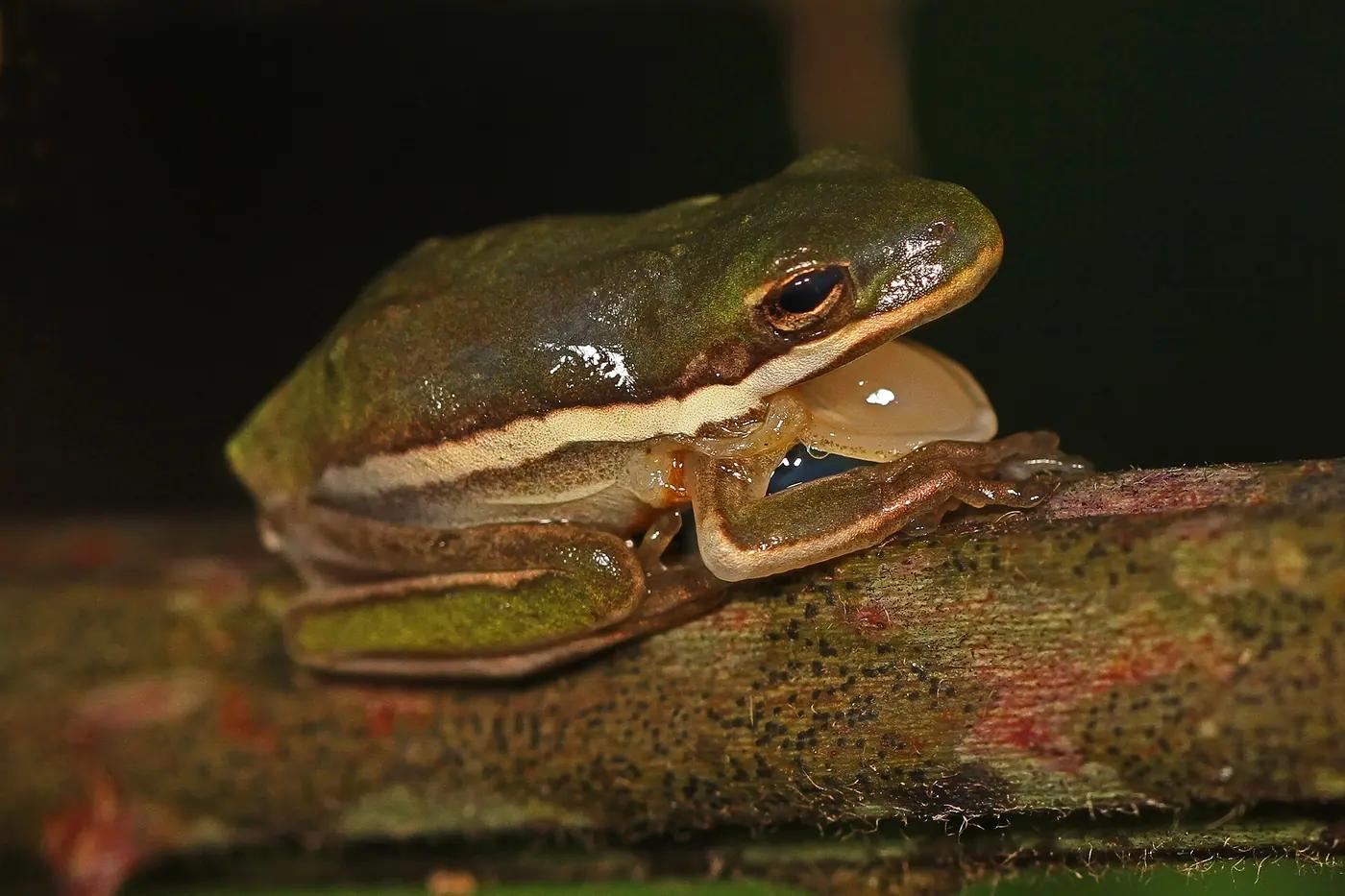 American green tree frog calling at night with its throat pouch inflated