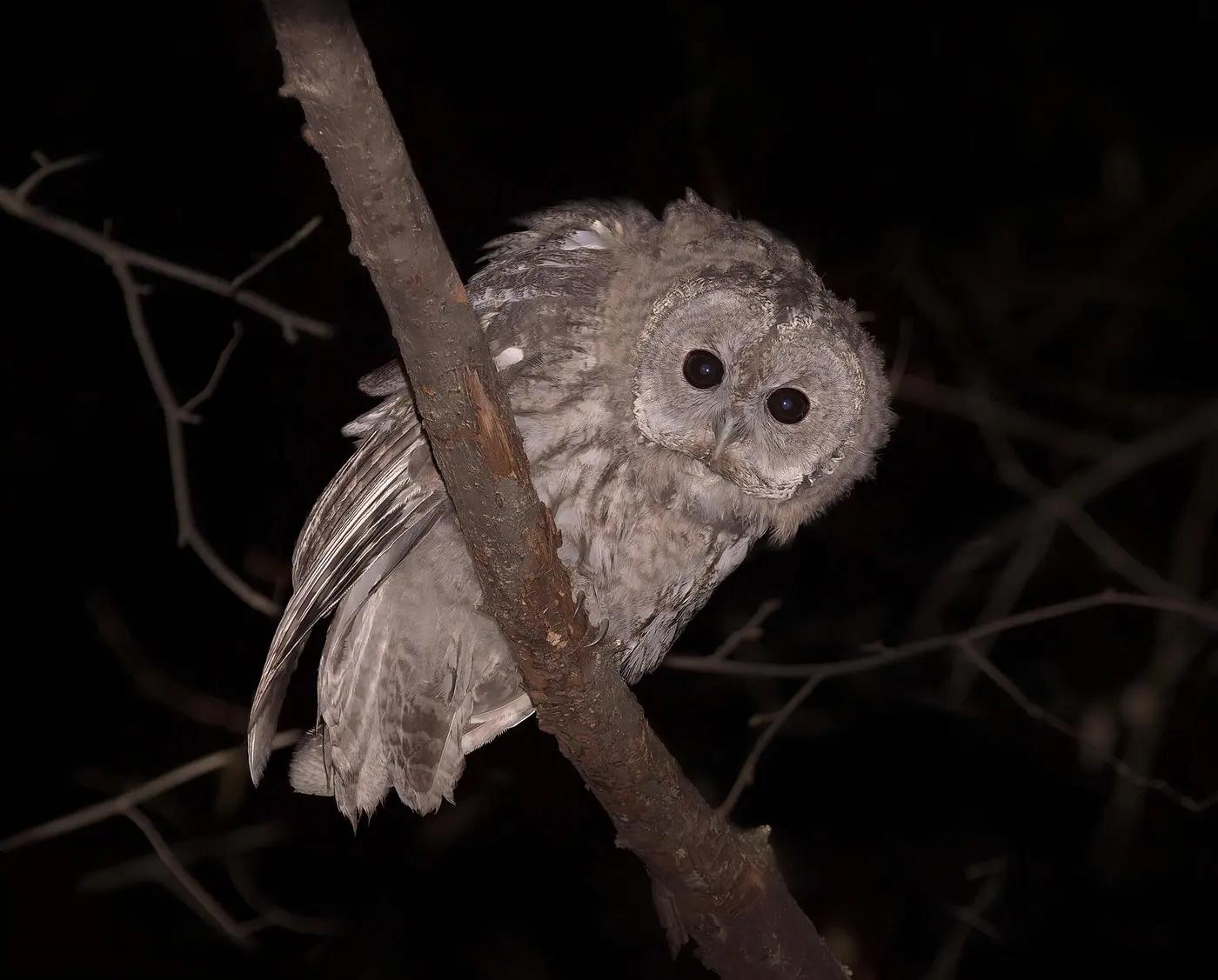Tawny owl perched on a branch at night