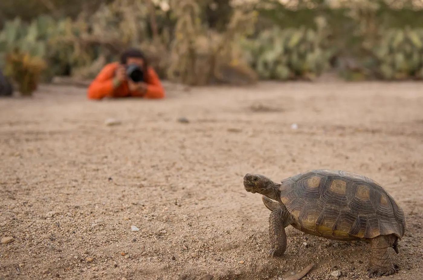 A desert tortoise walks across sand in the foreground while a photographer lies flat with a long lens well behind it