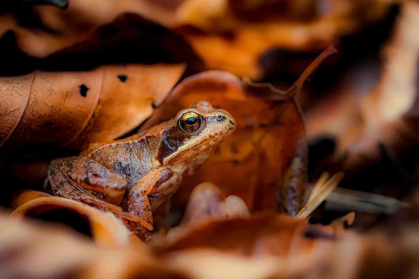 Common frog sitting in wet leaf litter