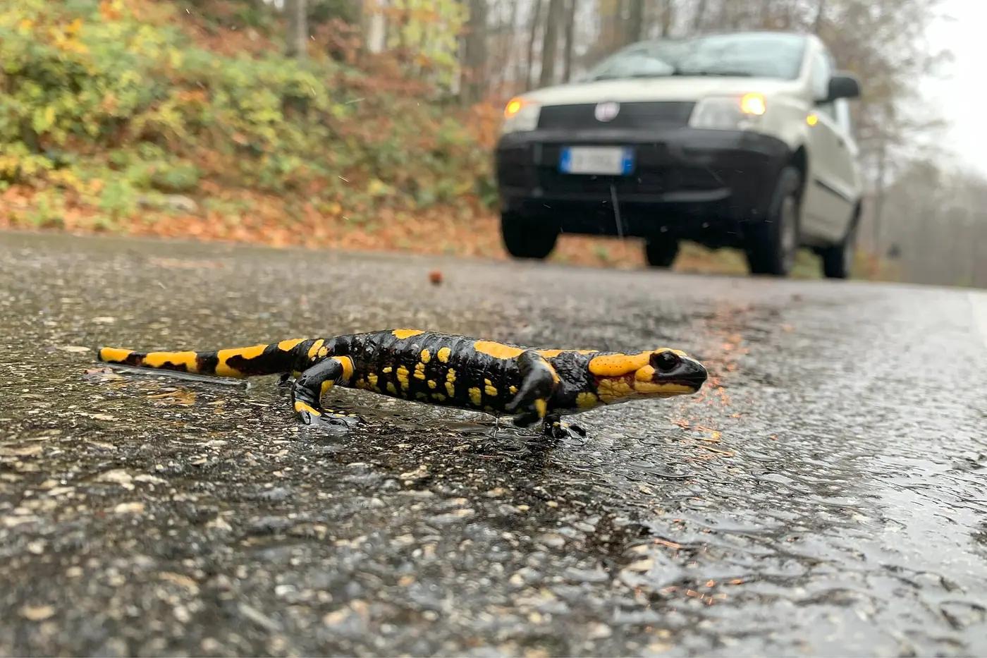 Fire salamander crossing a wet forest road with a car waiting behind it