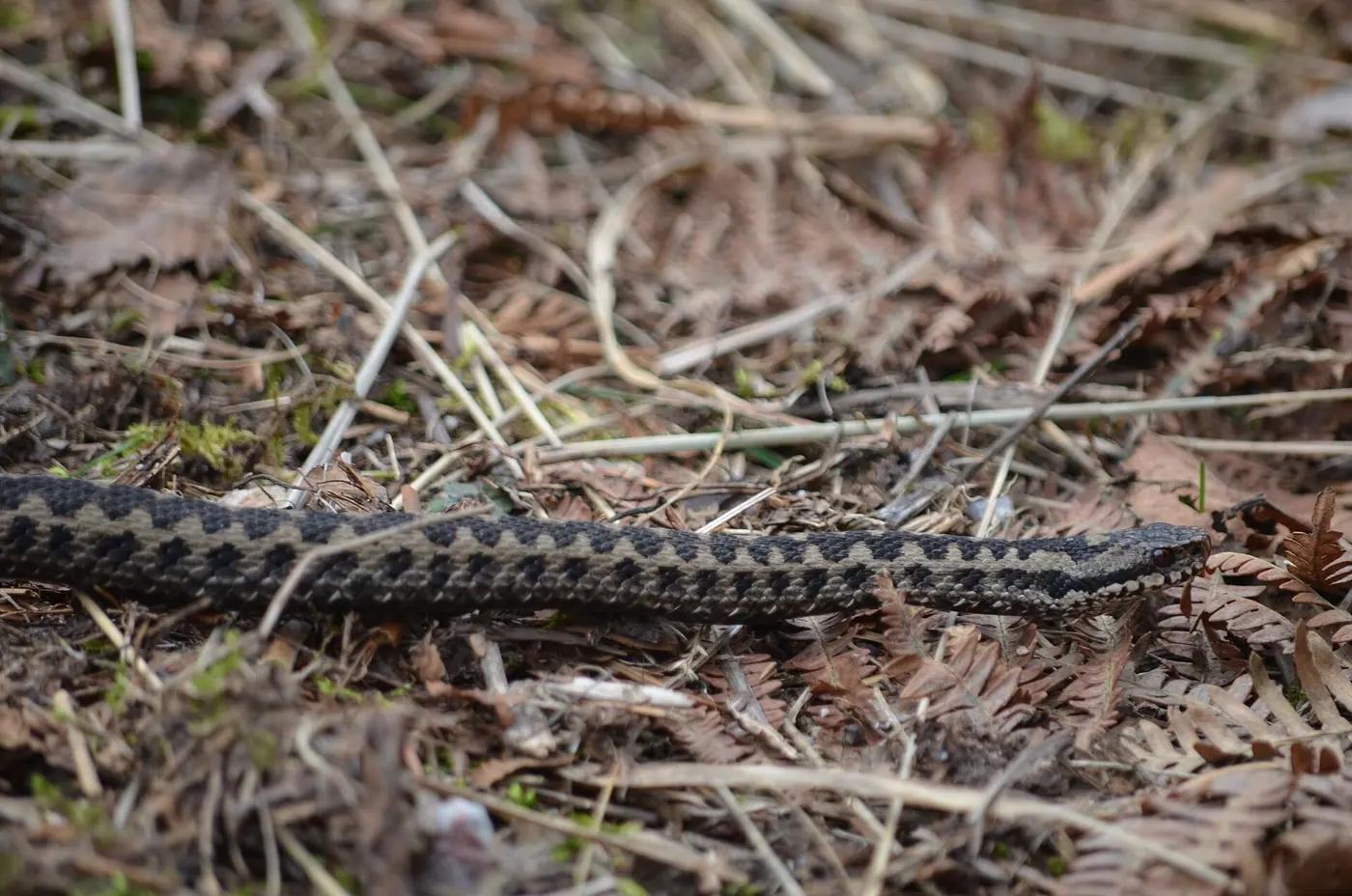 European adder with a dark zigzag lying on dry heath vegetation