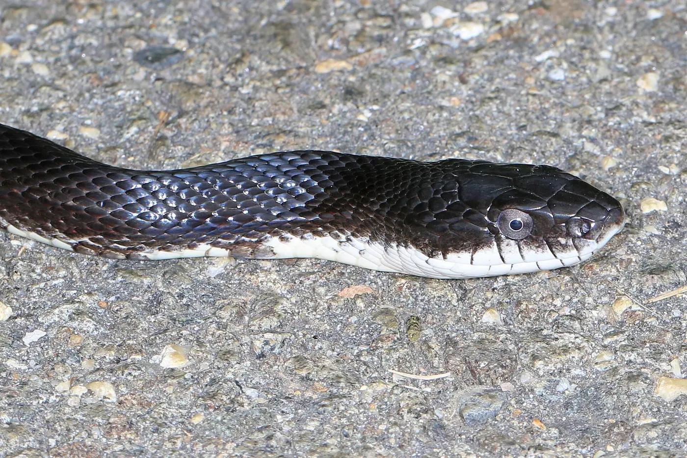 Black rat snake with a pale chin moving across bare ground