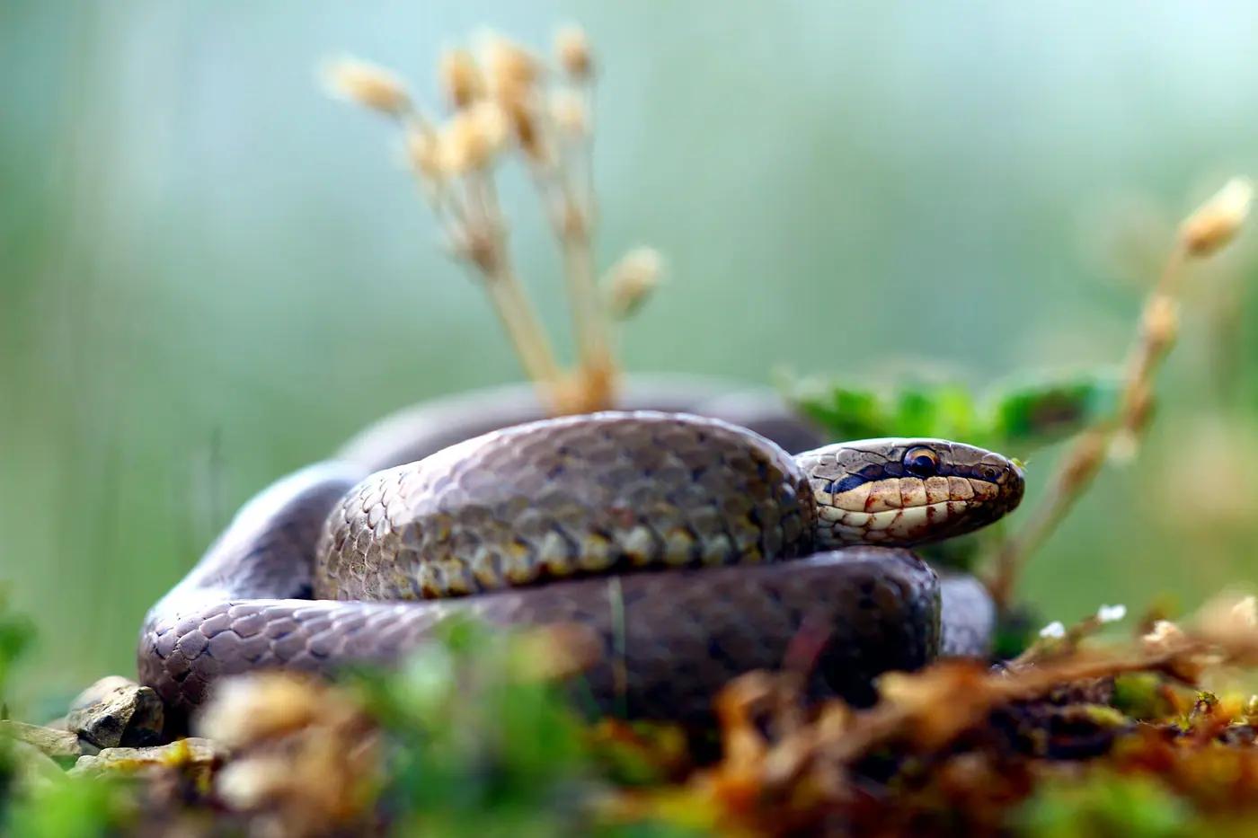 Smooth snake coiled on a mossy stone with its dark eye stripe visible
