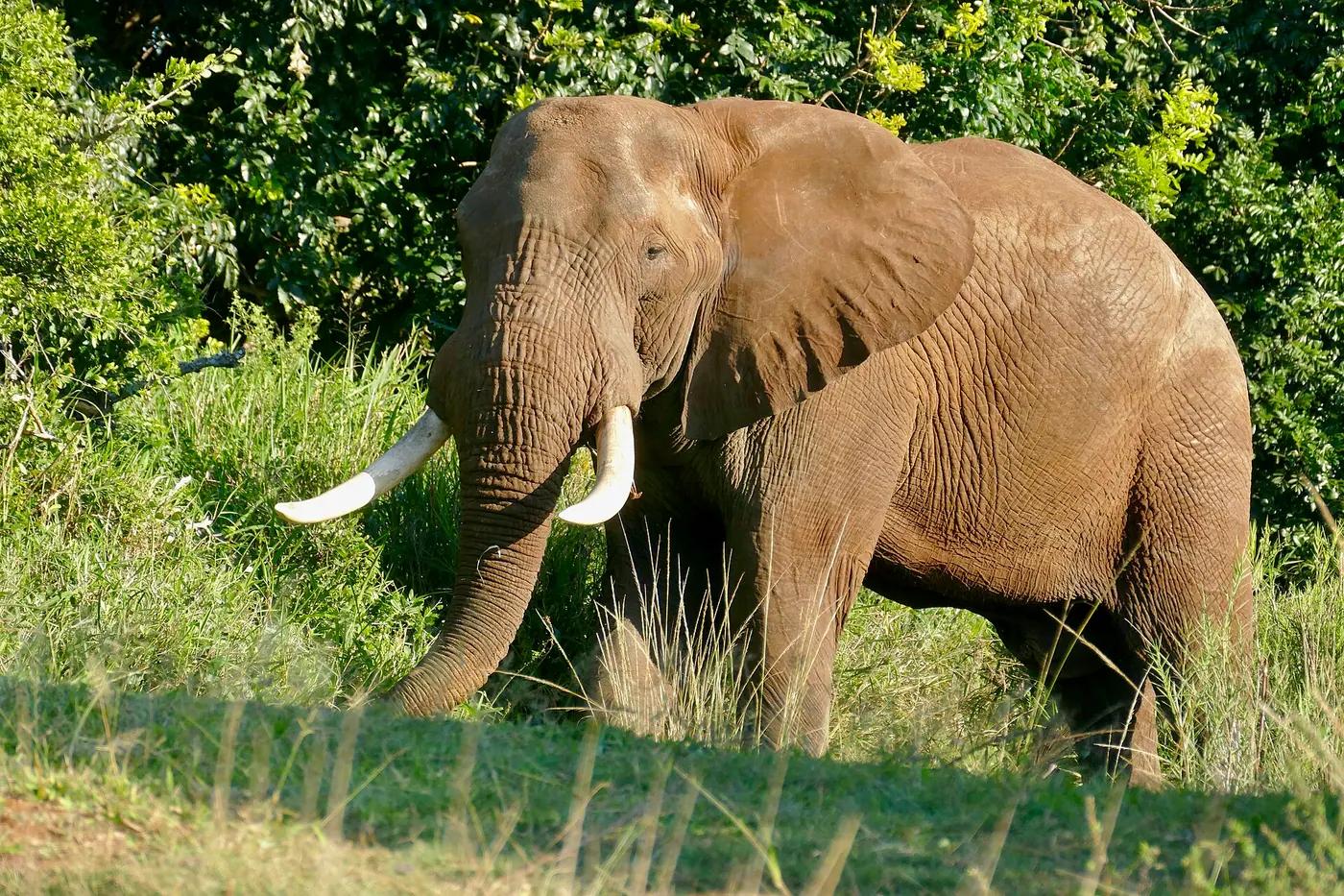 African savanna elephant bull with long tusks standing in front of thicket