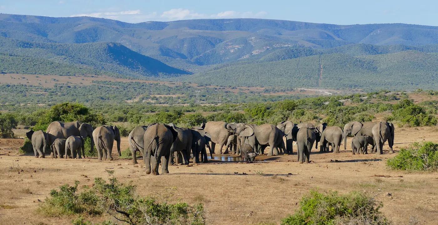 Herd of African elephants crowded around a waterhole in Addo Elephant National Park