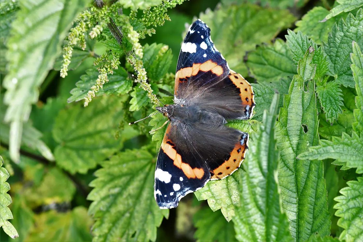 A red admiral butterfly with wings open on stinging nettle leaves
