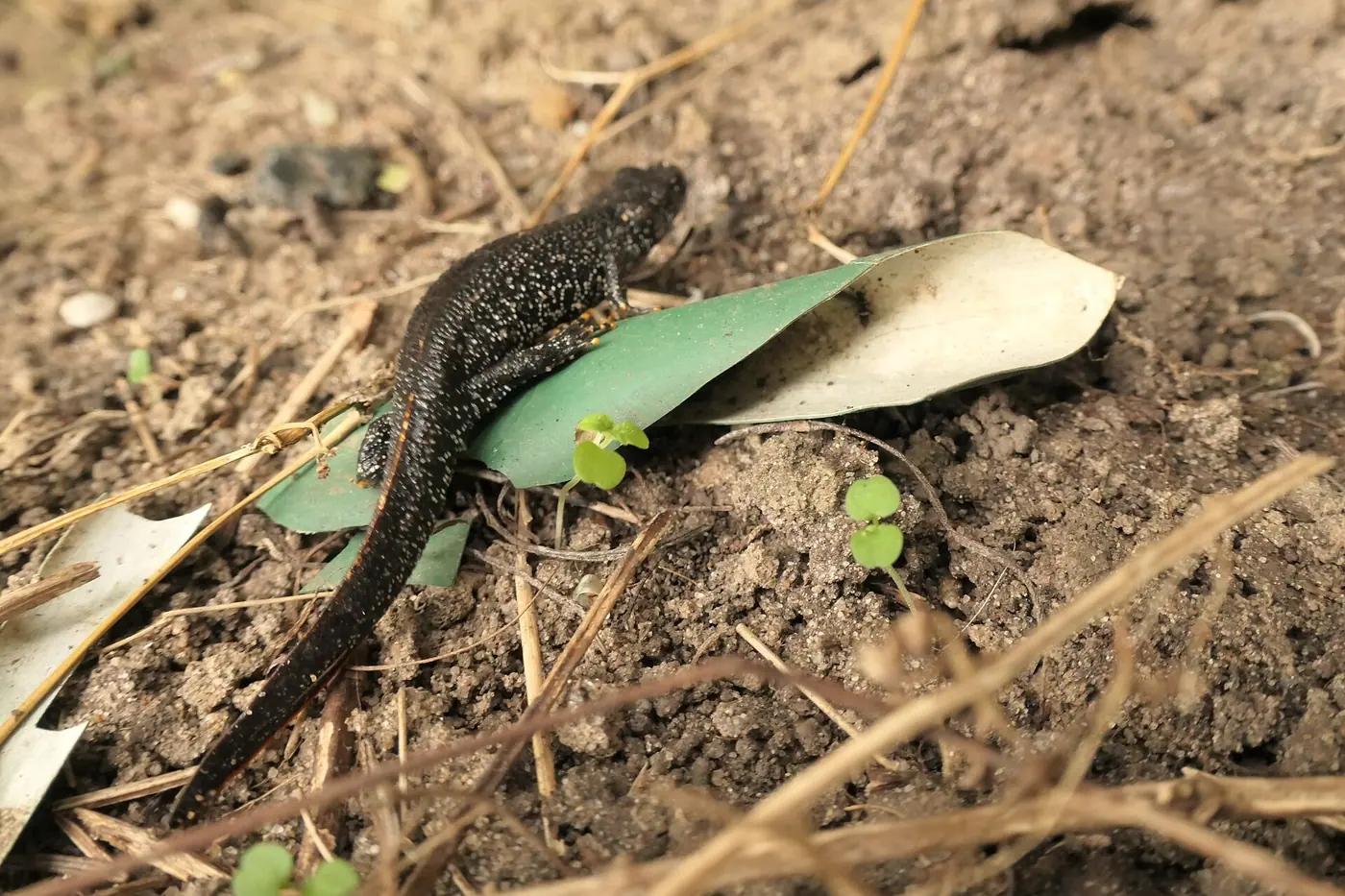 A dark newt with pale speckled flanks crossing bare soil beside a fallen leaf