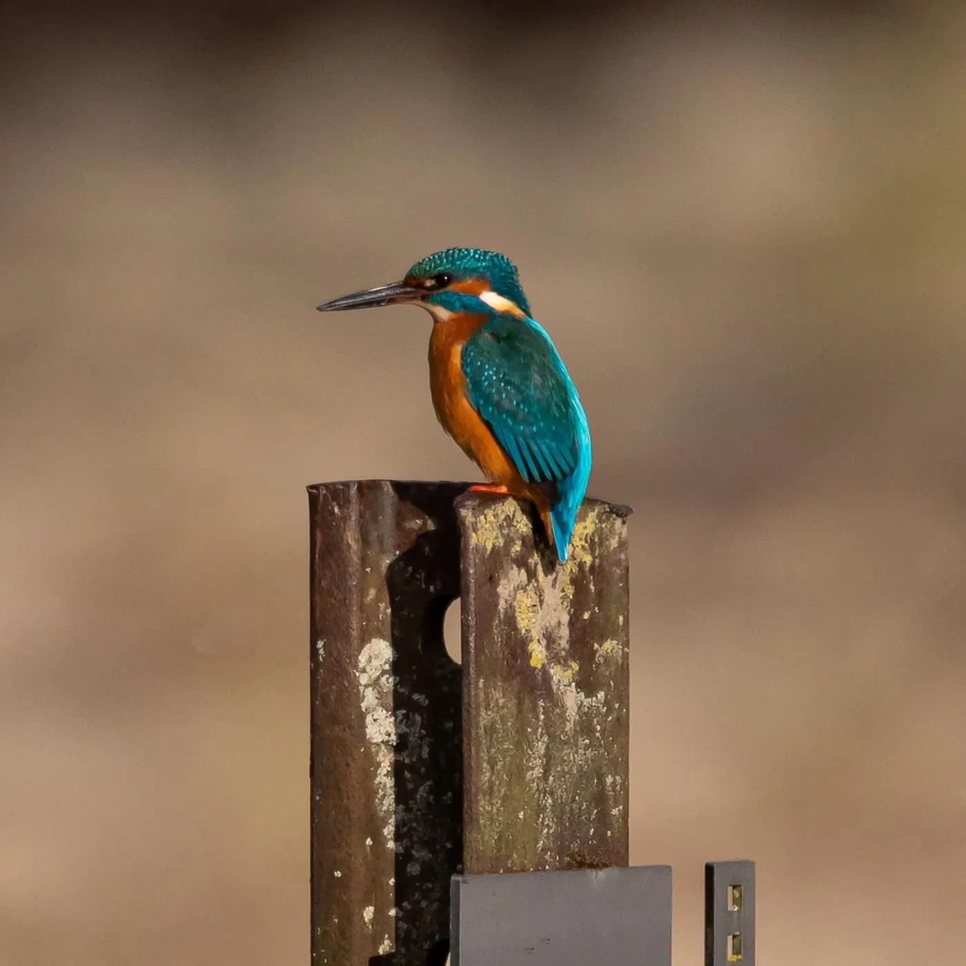 Common kingfisher perched on a post above water