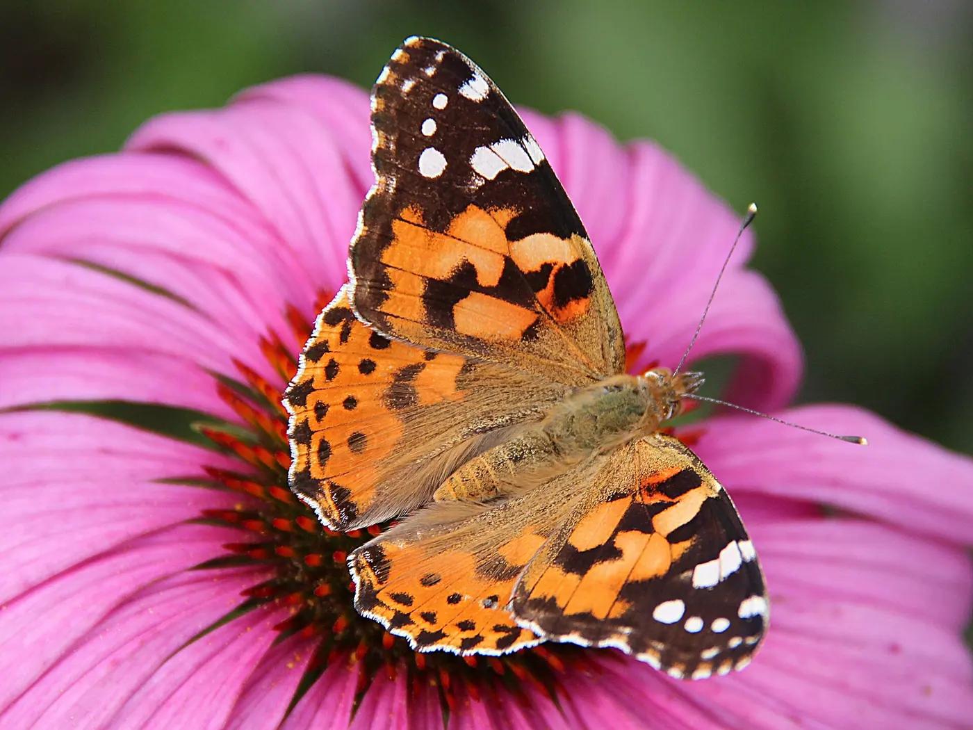 Painted lady butterfly feeding on an echinacea flower