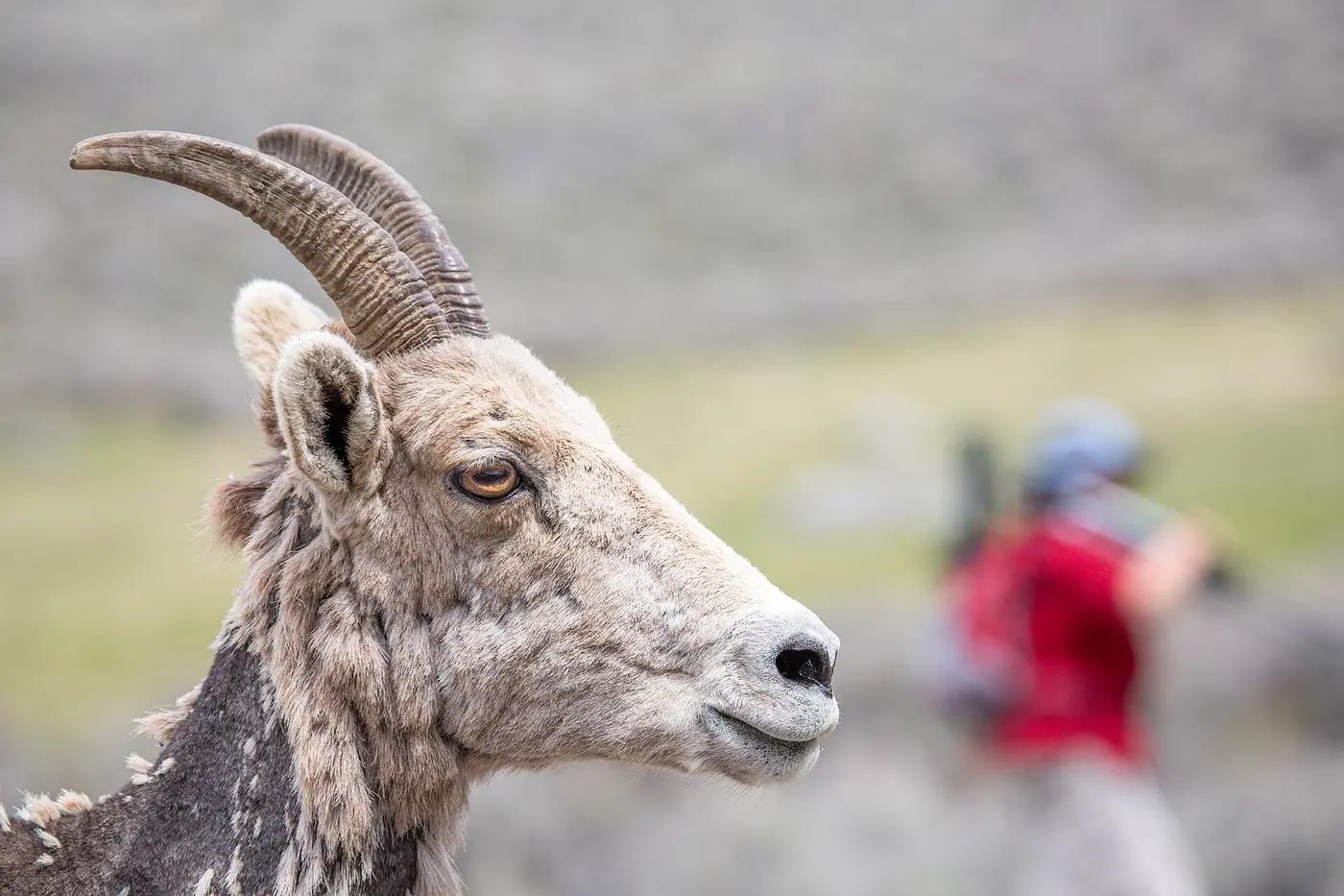 Bighorn sheep ewe in the foreground with a photographer out of focus behind her