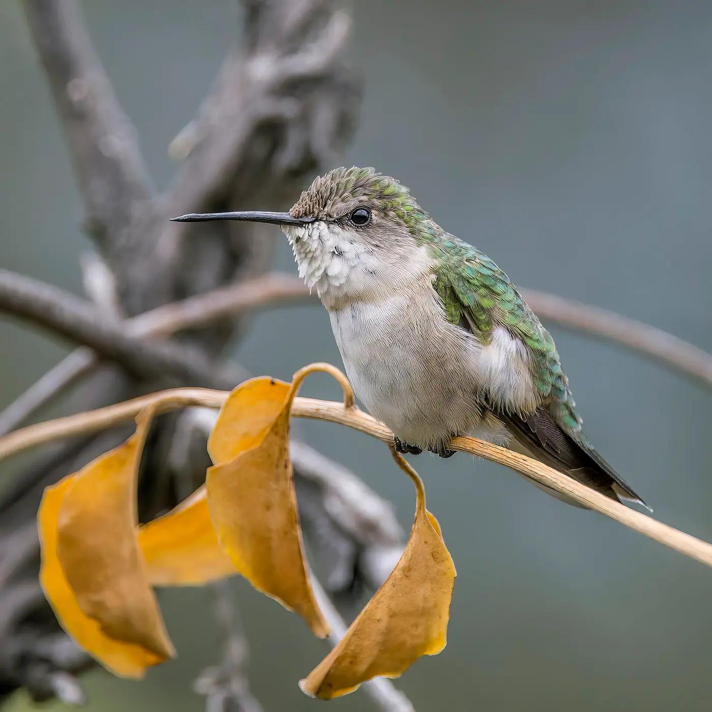 Female ruby-throated hummingbird perched on a twig among dry leaves