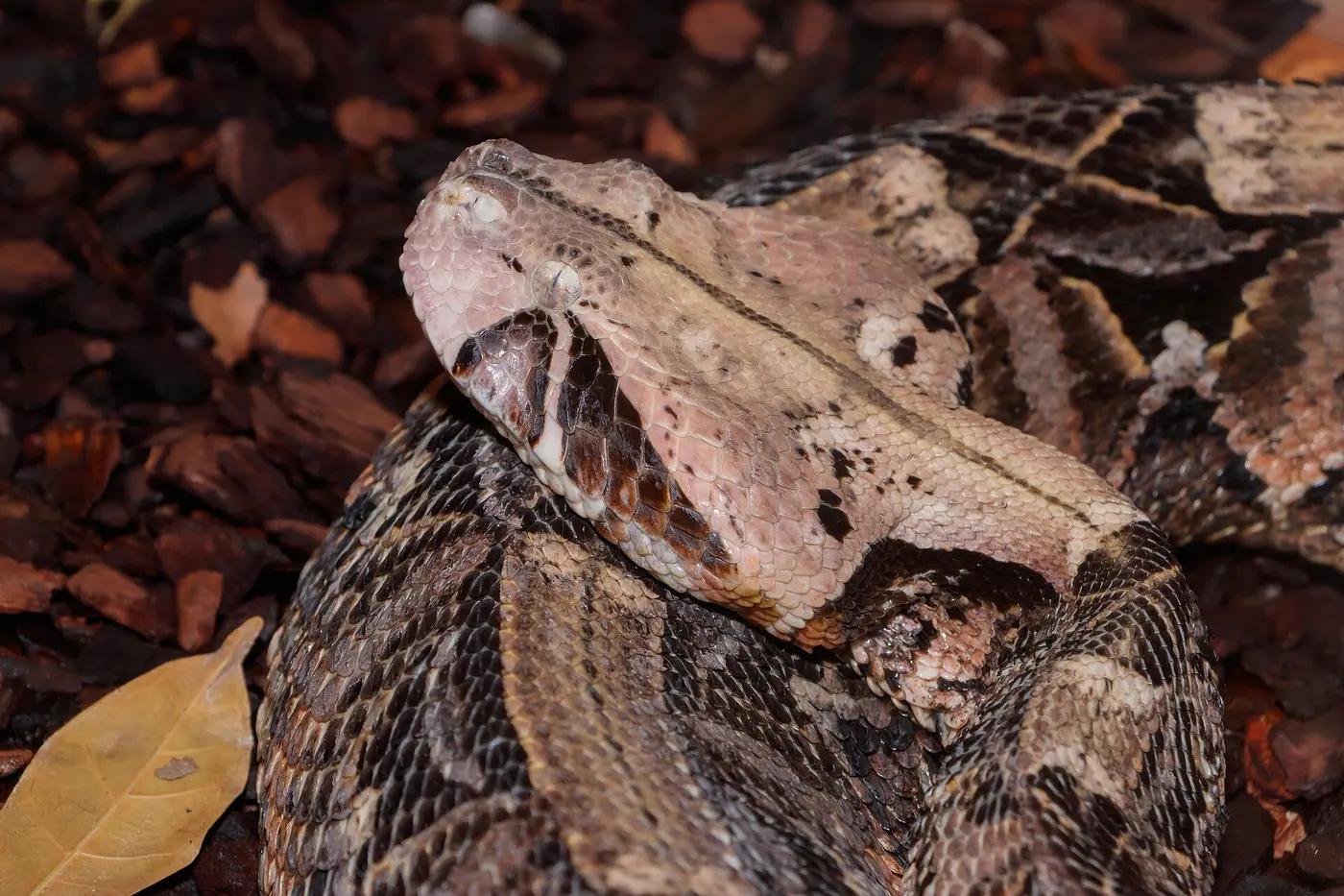 Gaboon viper lying among leaf litter