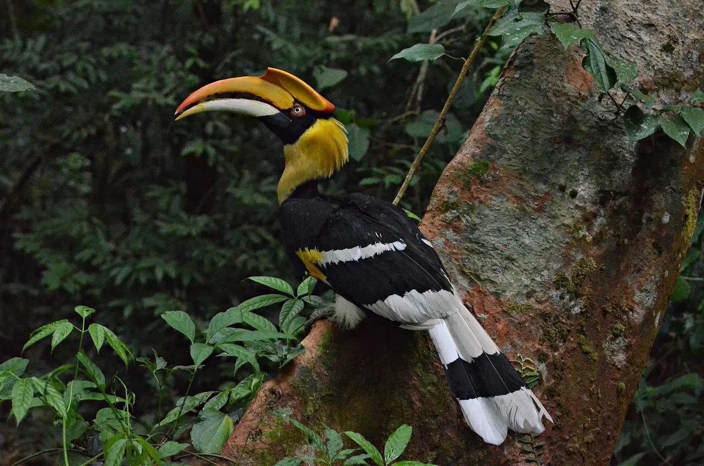 Great hornbill perched on a branch showing its yellow casque
