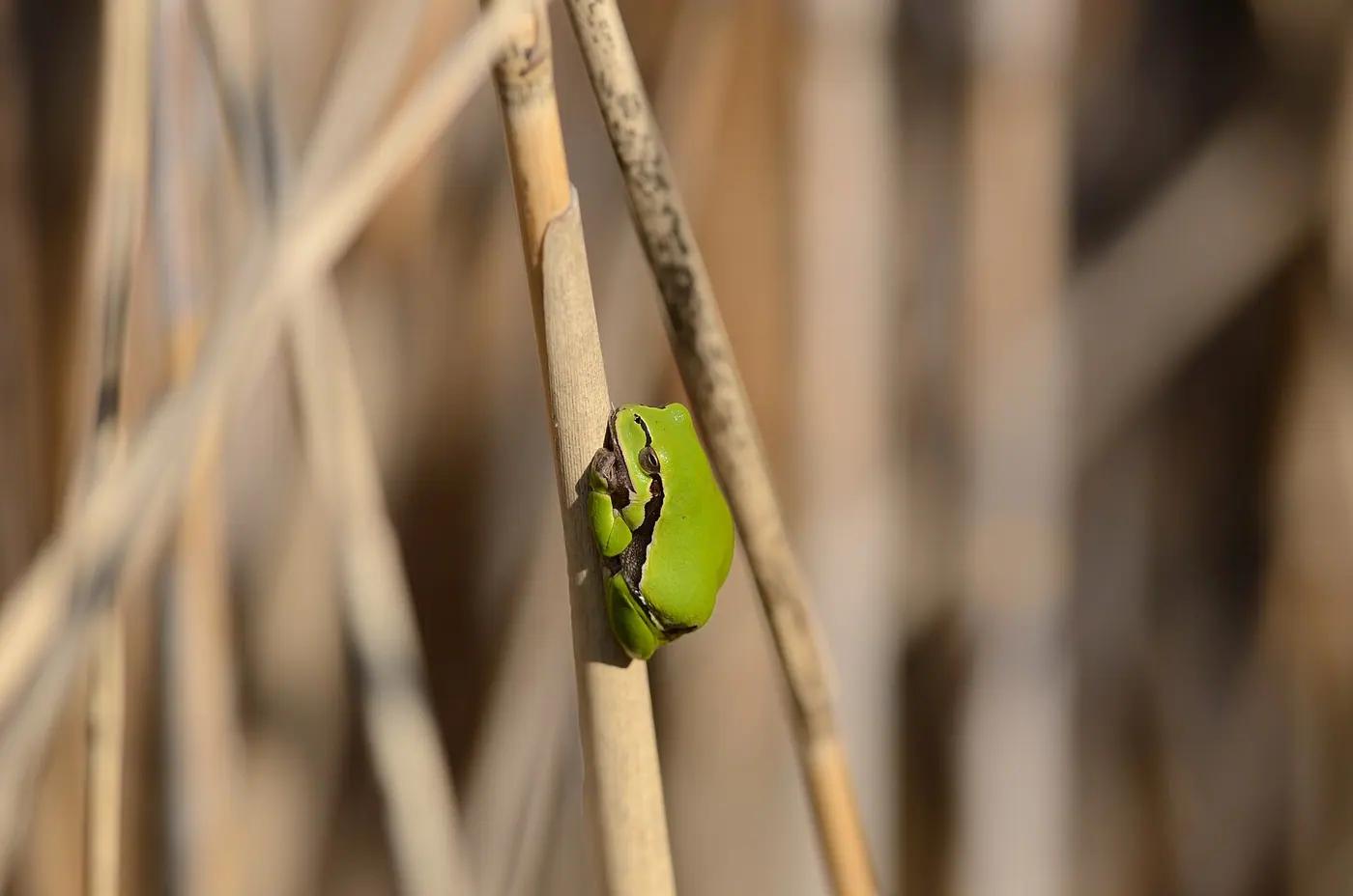 Small green European tree frog clinging to a dry reed stem