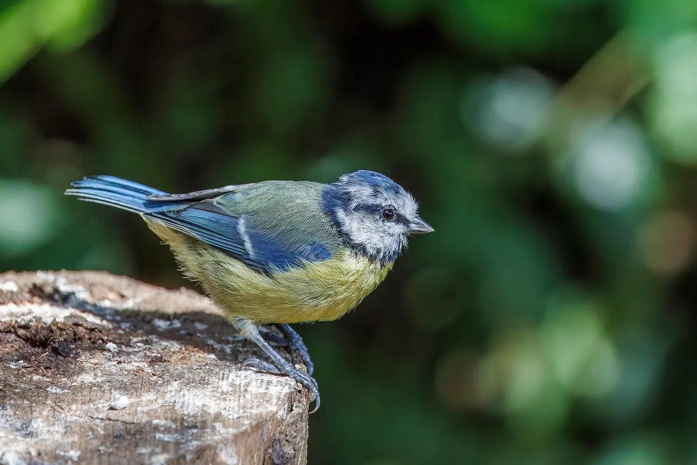 Eurasian blue tit perched on a weathered post