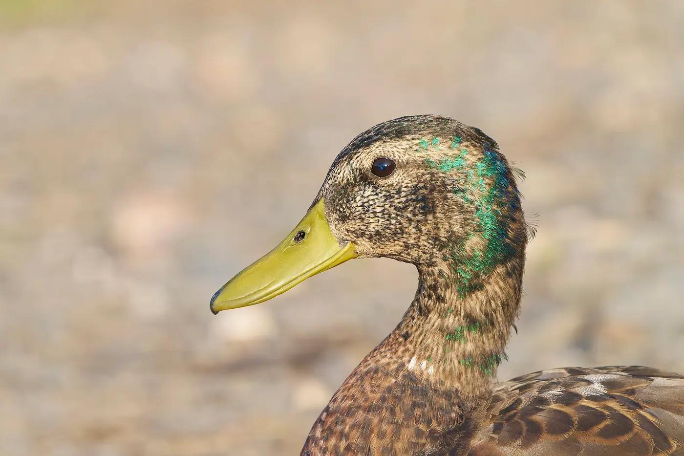 Mallard with mottled brown body and green on the head, standing on bare ground