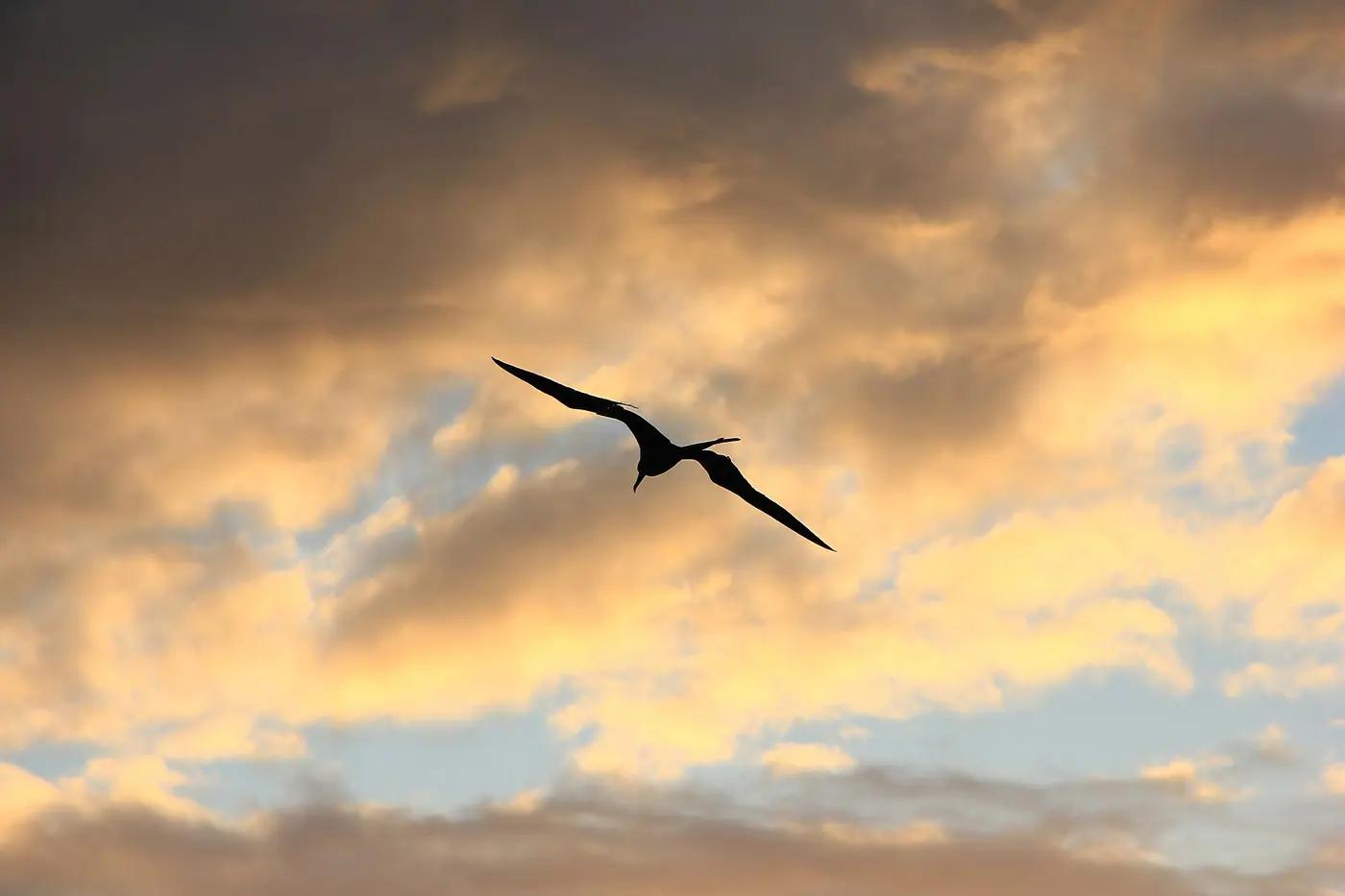 A magnificent frigatebird silhouetted in flight against orange sunset clouds