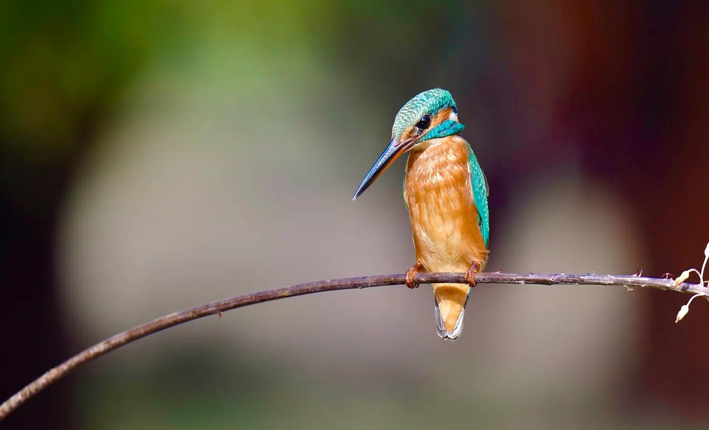 A female common kingfisher on a thin perch looking down at the water before a dive