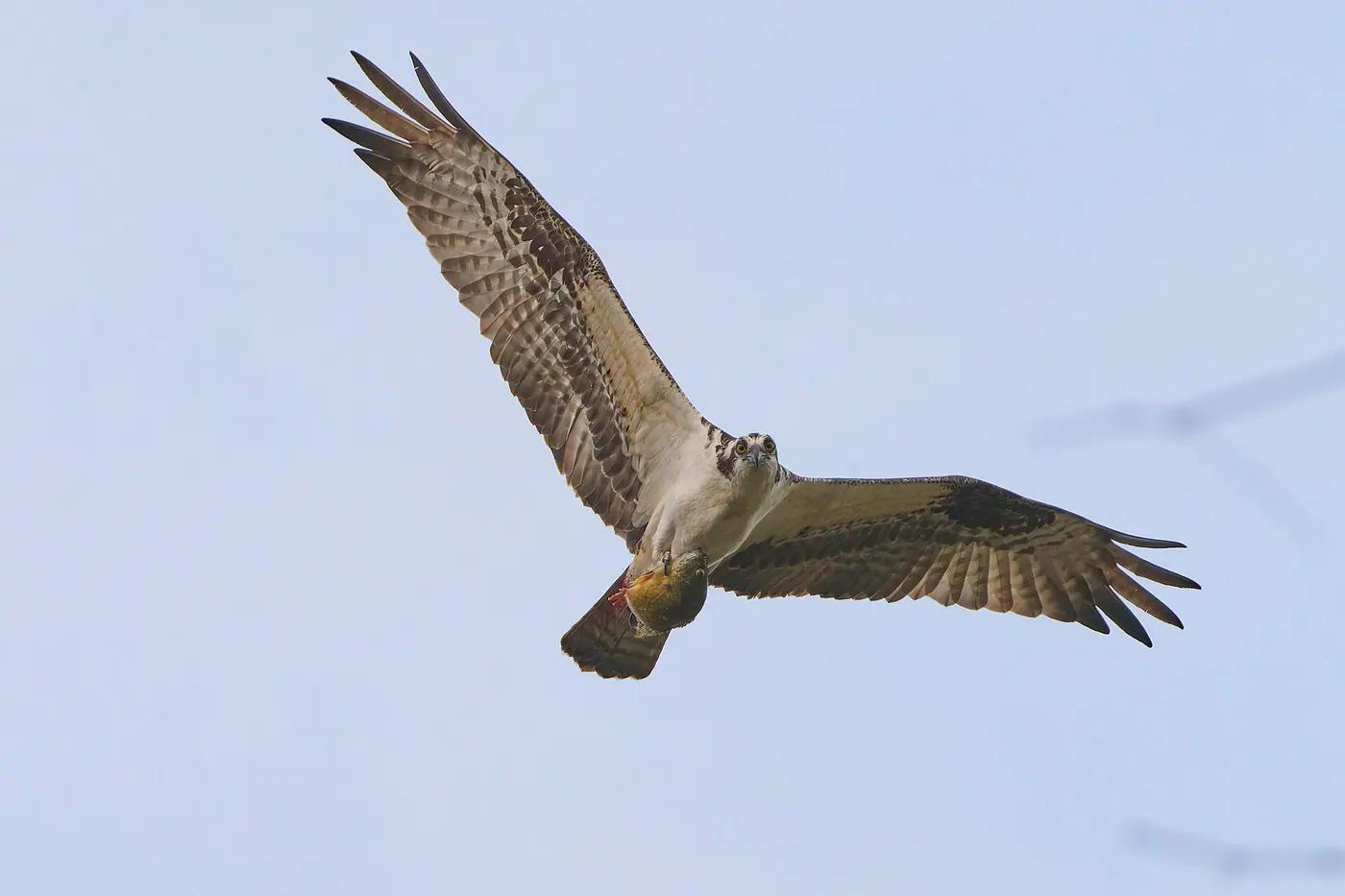 An osprey in flight against a pale sky carrying a fish head-first in its talons
