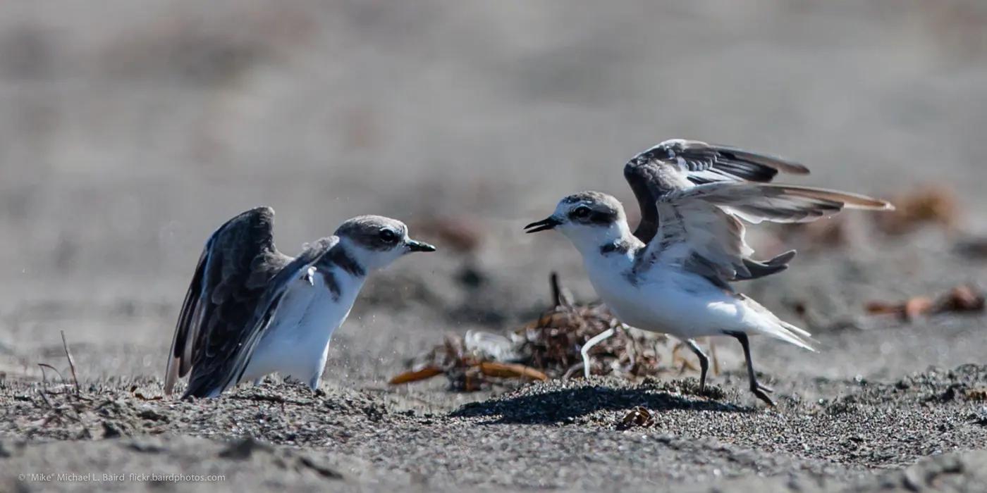 Two snowy plovers at eye level on grey sand, one with wings raised toward the other