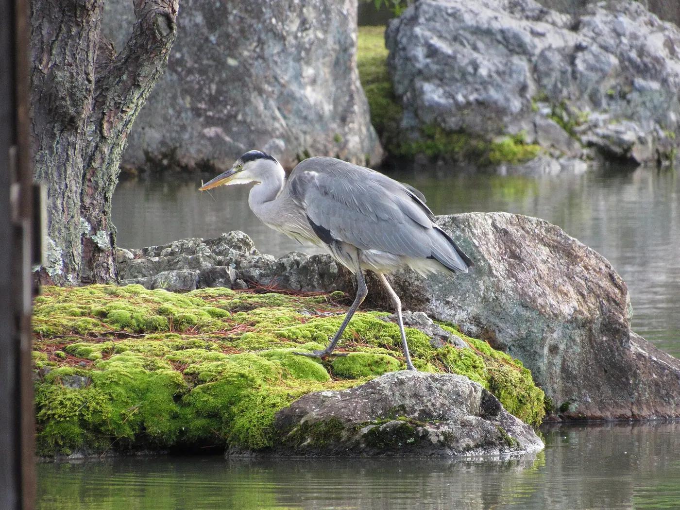 Grey heron standing on a mossy rock at the edge of a pond