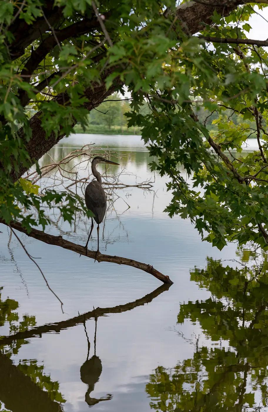 Great blue heron standing on a fallen branch over still water