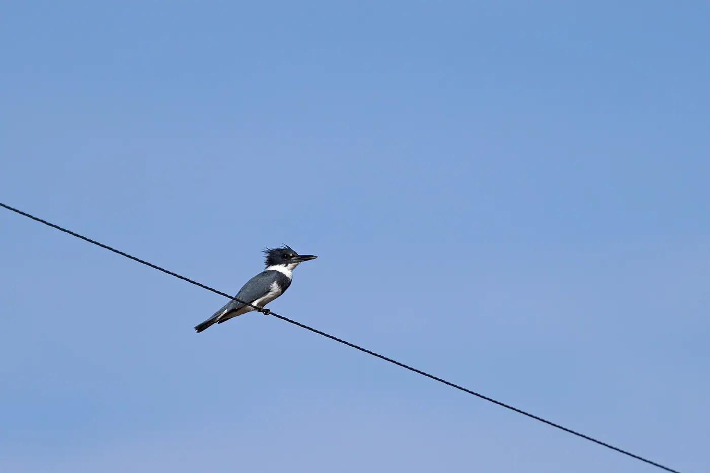 Belted kingfisher perched on a wire against a blue sky