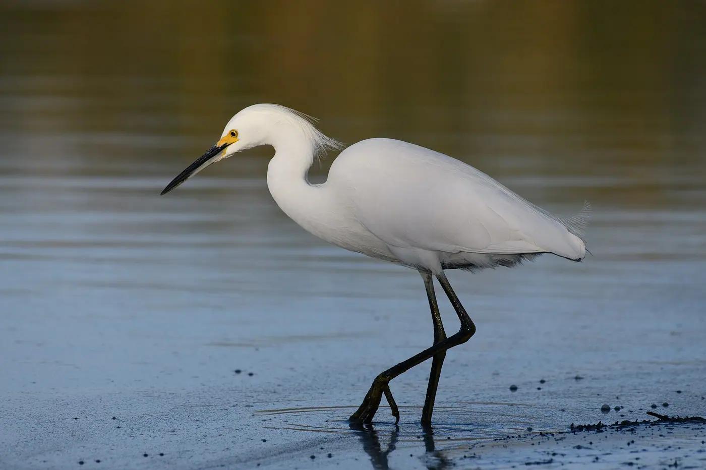 Snowy egret wading in shallow water with its yellow feet visible
