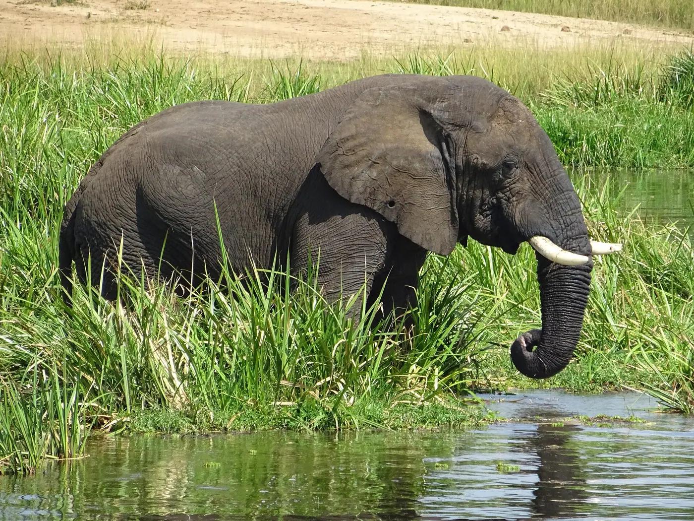 African elephant drinking at the water's edge in Uganda