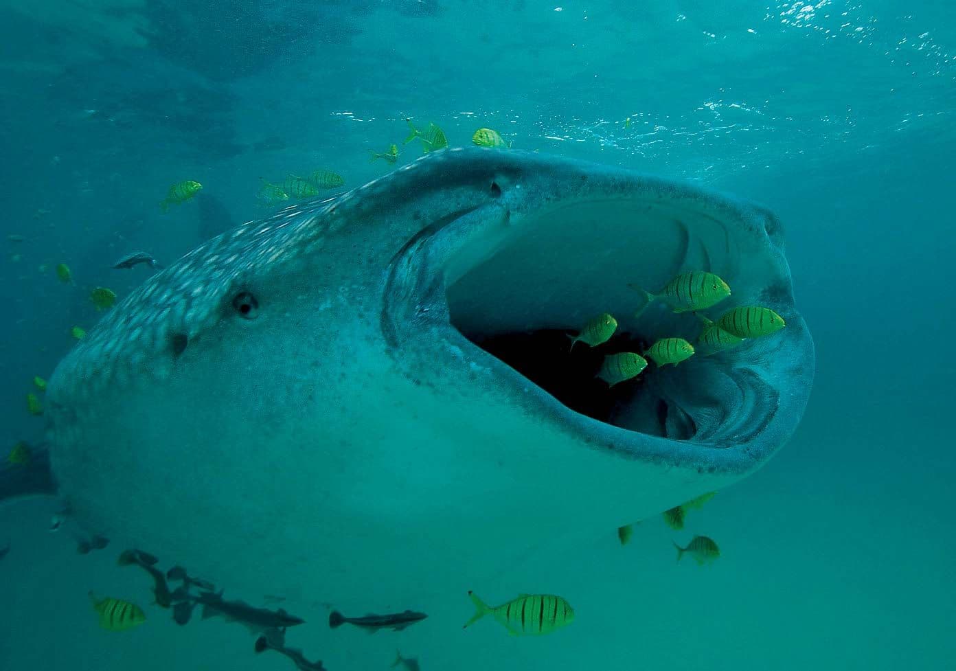 Whale shark featured image for the AnimalDex article on ocean-scale filter feeding