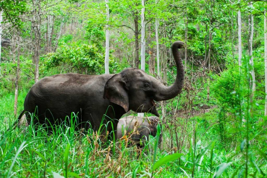 Thailand wildlife featured image for the AnimalDex location guide