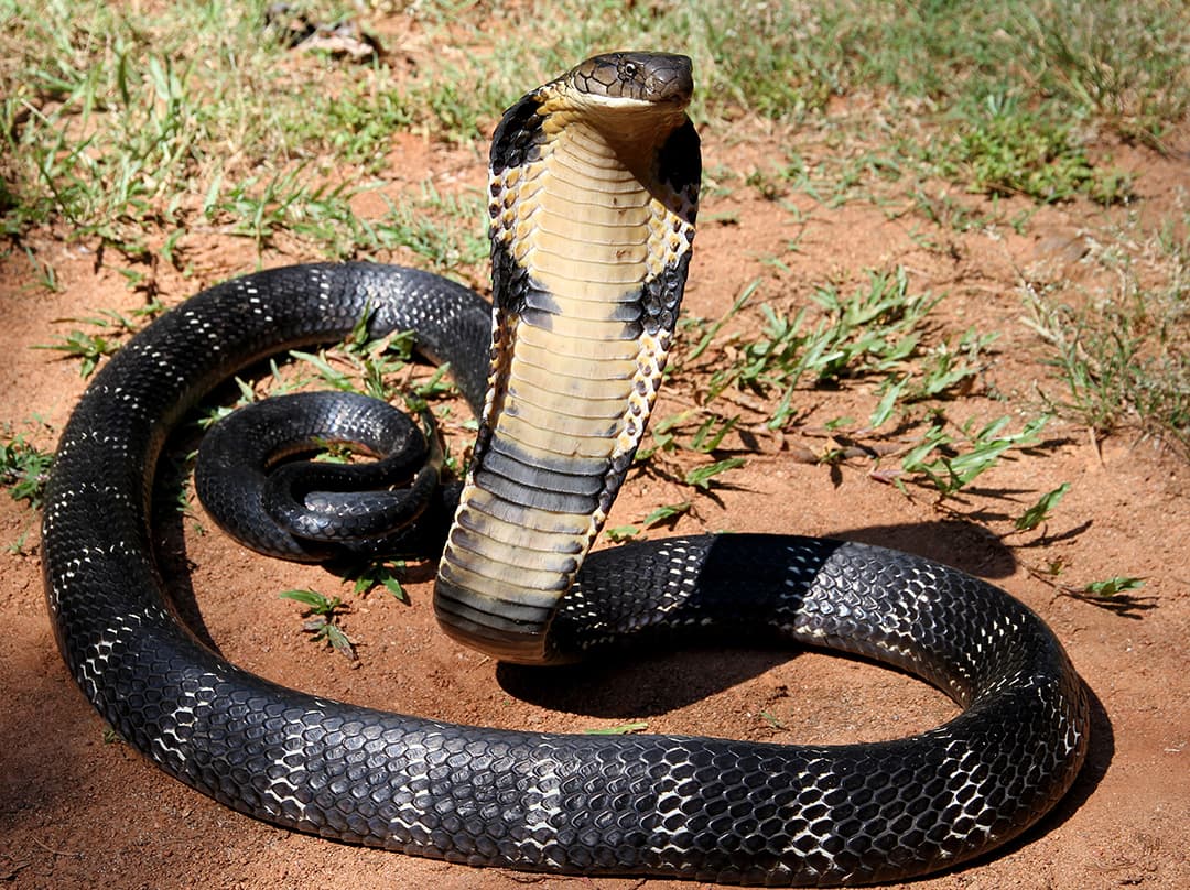 King cobra in Indian coffee forest featured image for the AnimalDex India location guide
