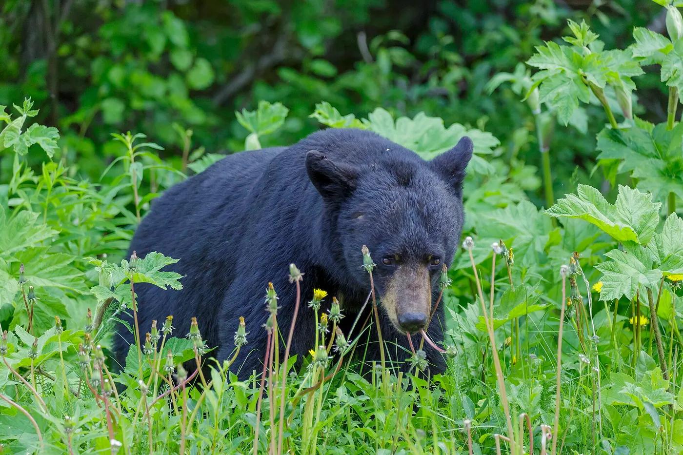 An American black bear standing in a forest clearing