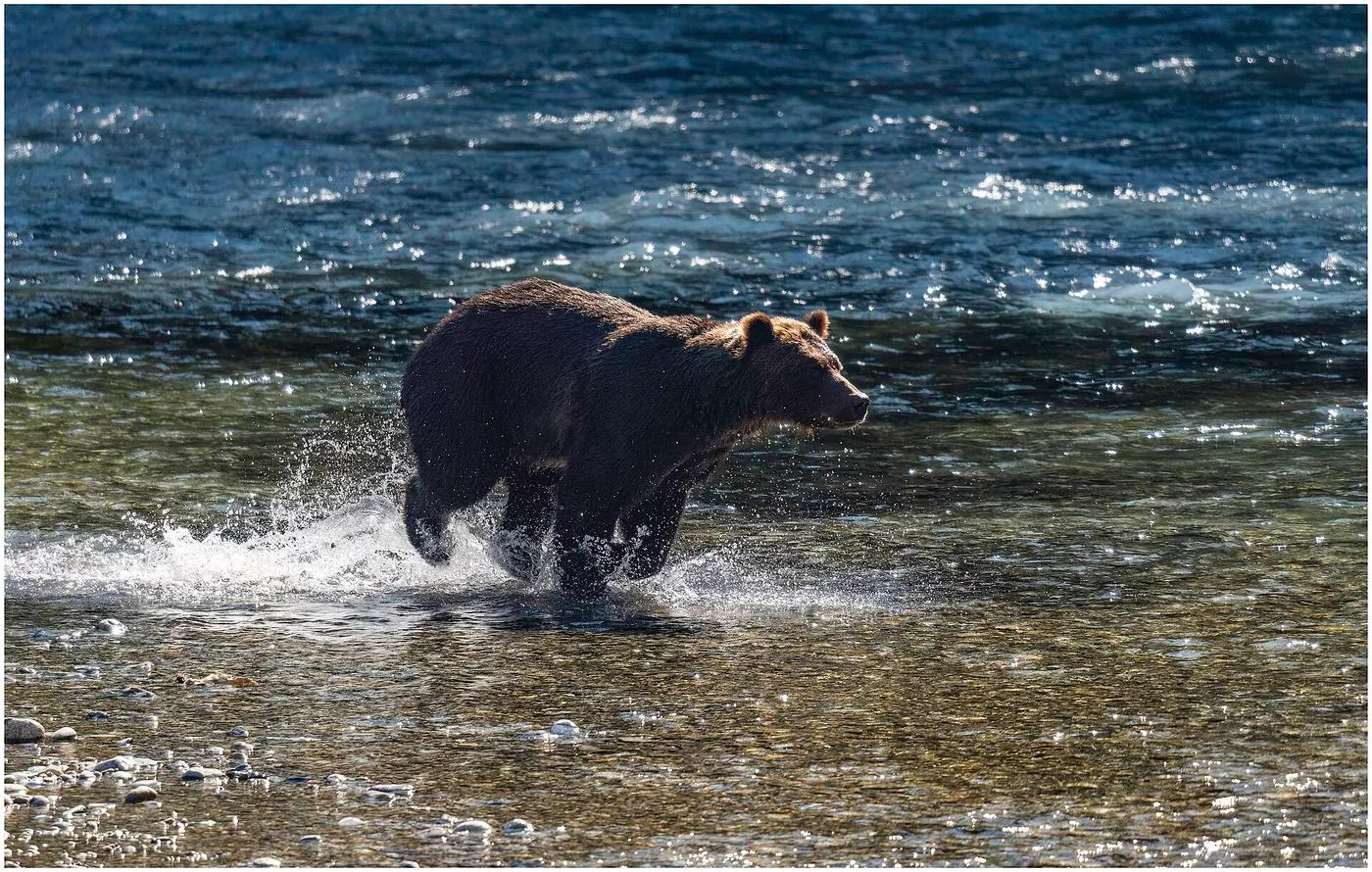A grizzly bear walking through grassland, its shoulder hump visible