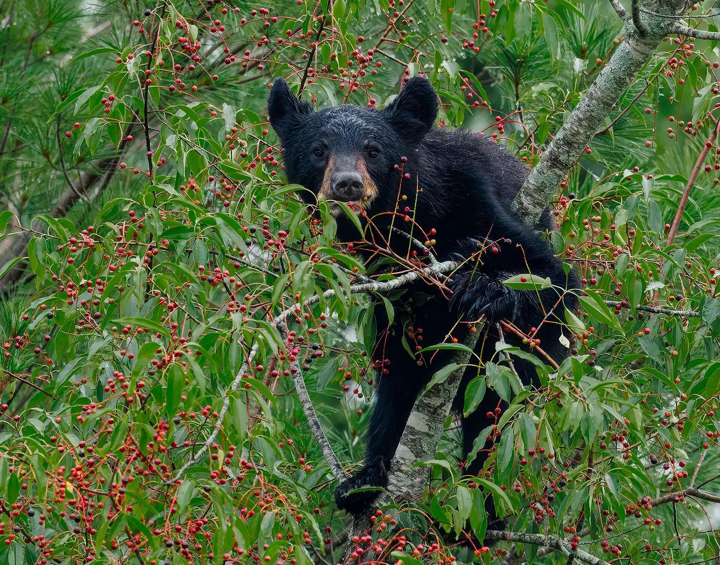 A black bear eating berries from a shrub