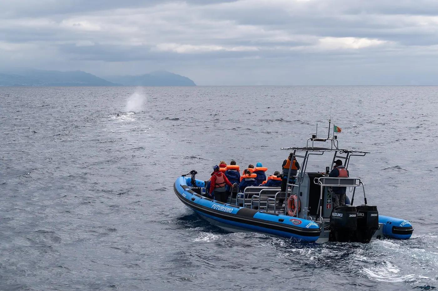 People on a boat watching a whale surface