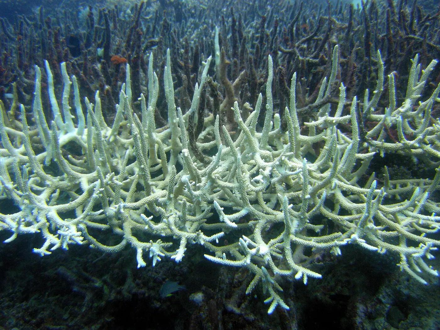Pale white bleached corals on a reef, their usual colour gone