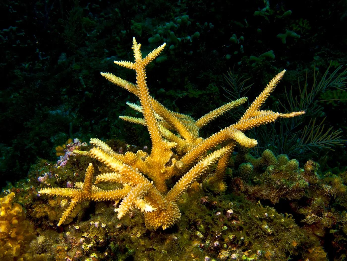 Healthy staghorn coral with antler-shaped branches growing on a reef