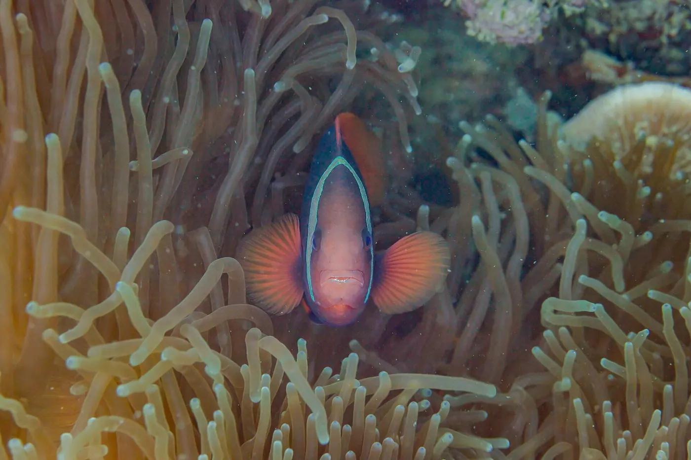 An orange-and-white clownfish nestled in the tentacles of a magnificent sea anemone