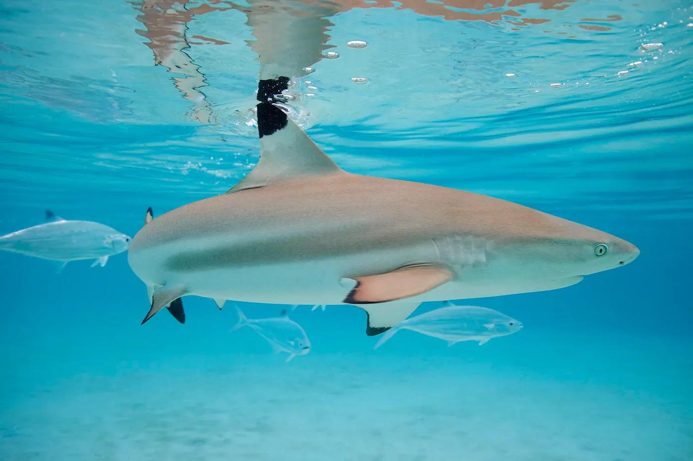 Blacktip reef shark with dark fin tips gliding over shallow coral