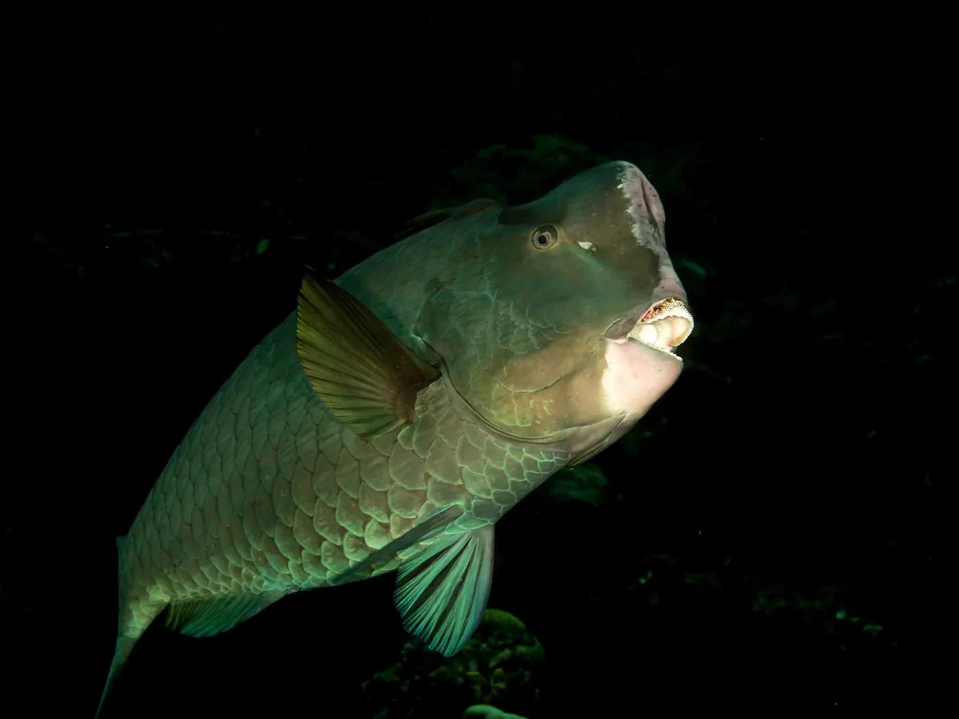 Humphead parrotfish with its distinctive bulging head swimming near coral