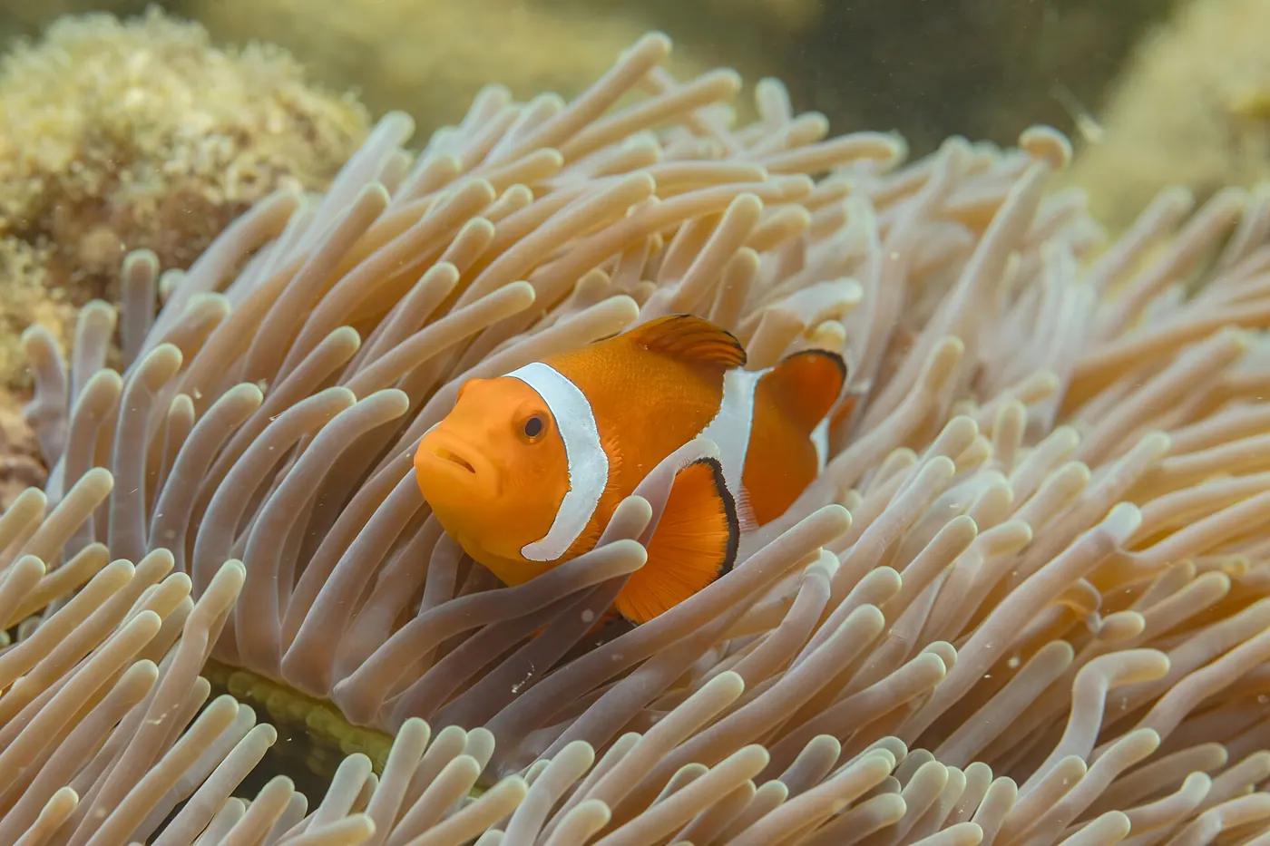 Orange clownfish with white stripes among the tentacles of a sea anemone