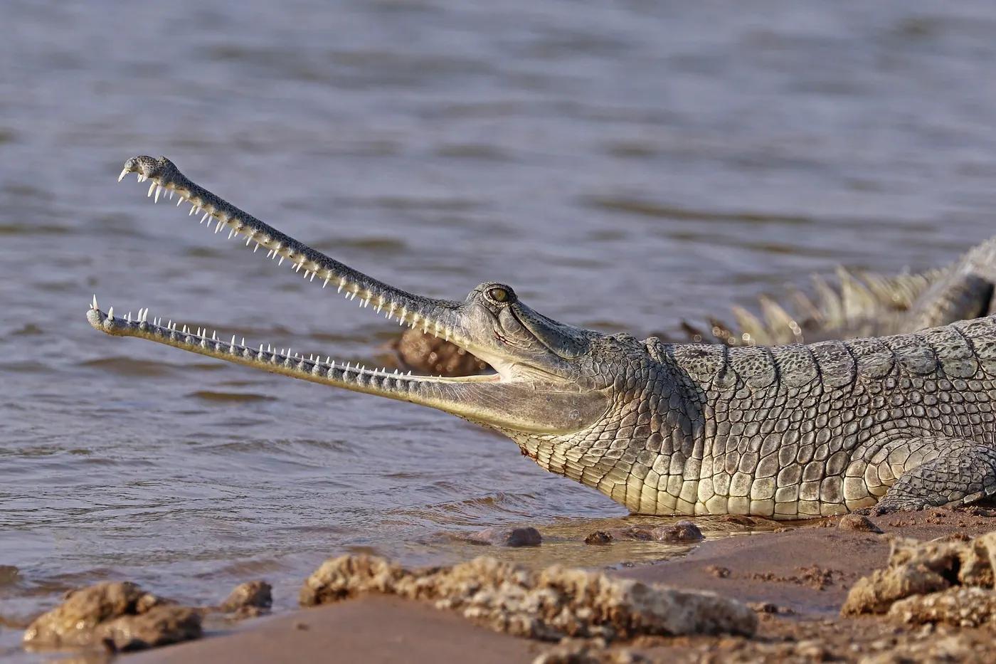 A gharial resting at the water's edge, showing its long, thin, tooth-lined snout