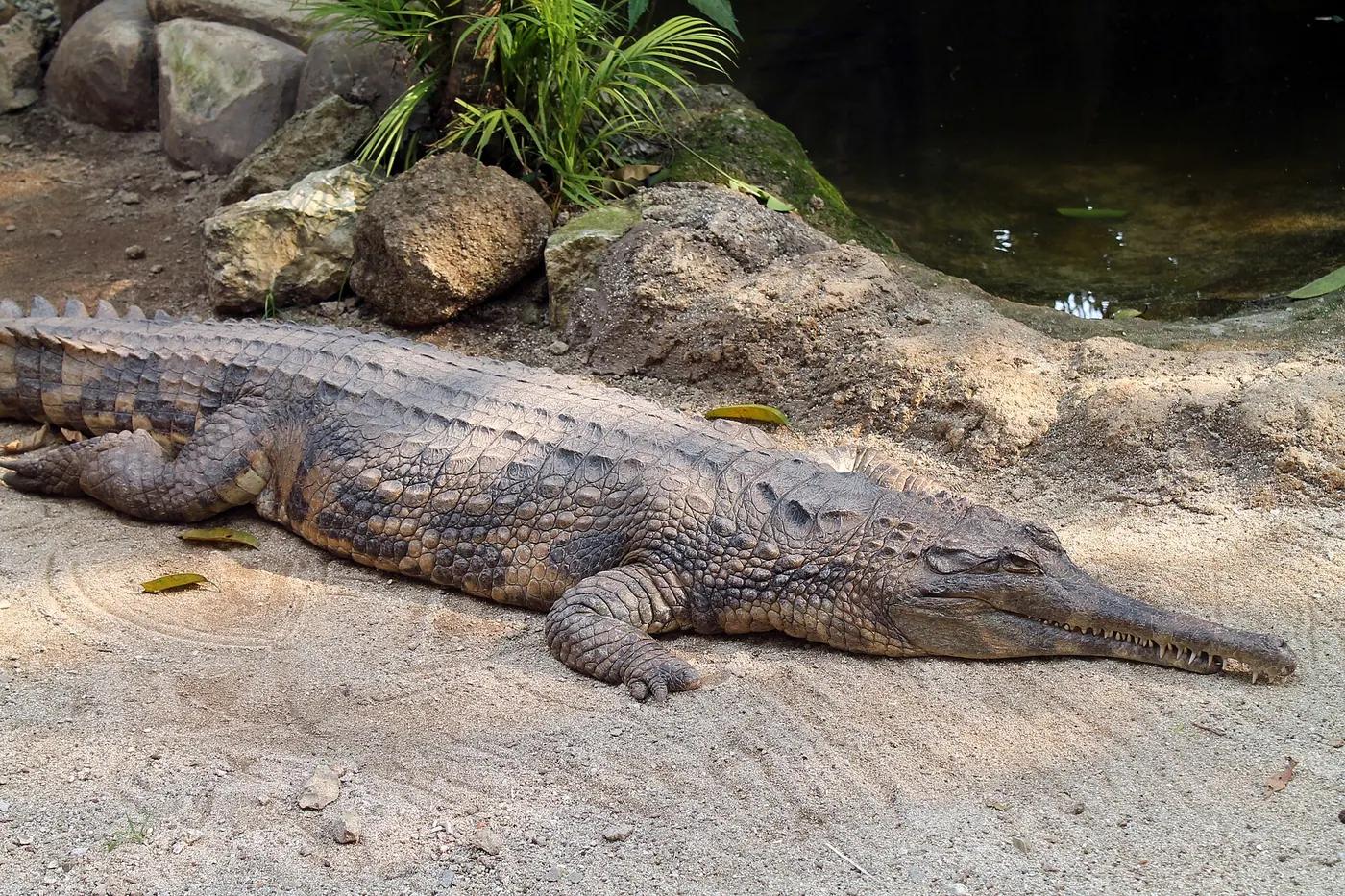 A false gharial lying in shallow water with its slender snout pointed forward