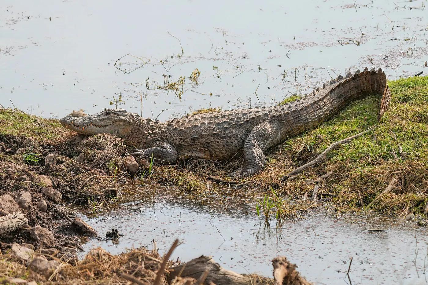 A mugger crocodile basking on a riverbank, its broad snout resting on the ground
