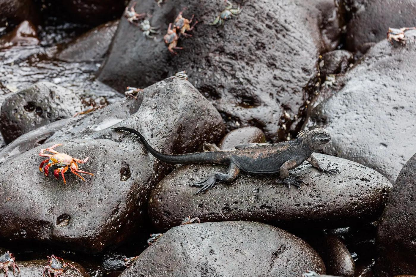A dark grey marine iguana lying on black lava rock beside the sea in the Galápagos
