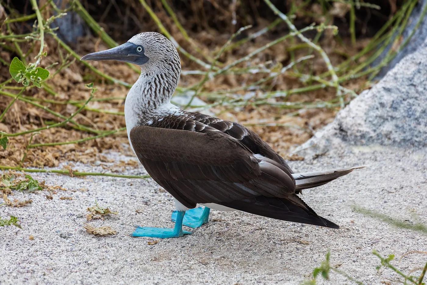 A blue-footed booby with vivid blue feet standing on volcanic rock in the Galápagos