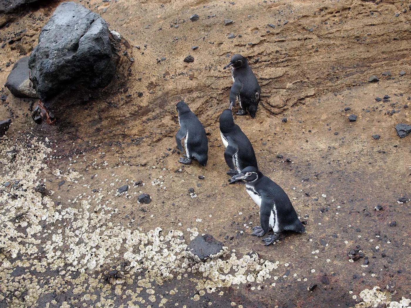 A small black-and-white Galápagos penguin standing on dark rock at the water’s edge